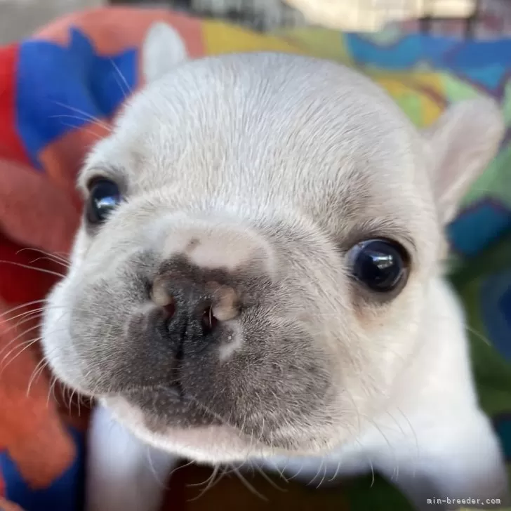 H.K 様のお迎えした子犬