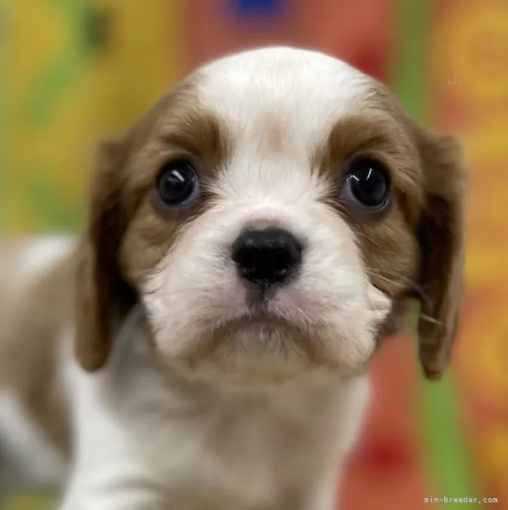 M.B 様のお迎えした子犬