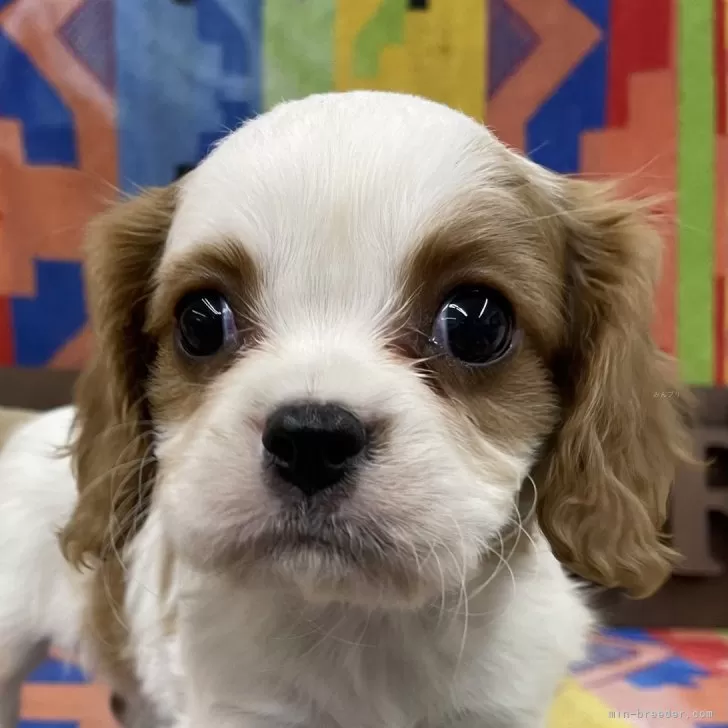 グレイス 様のお迎えした子犬