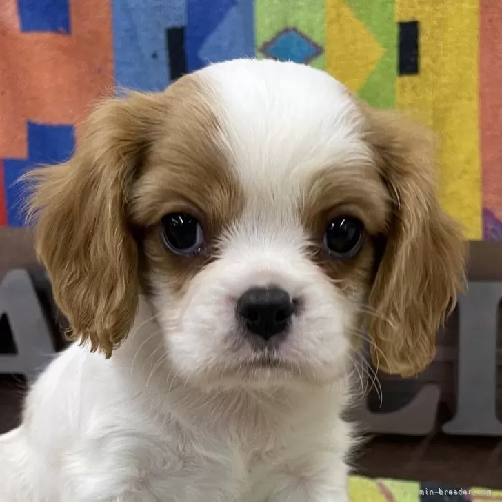 T.N 様のお迎えした子犬
