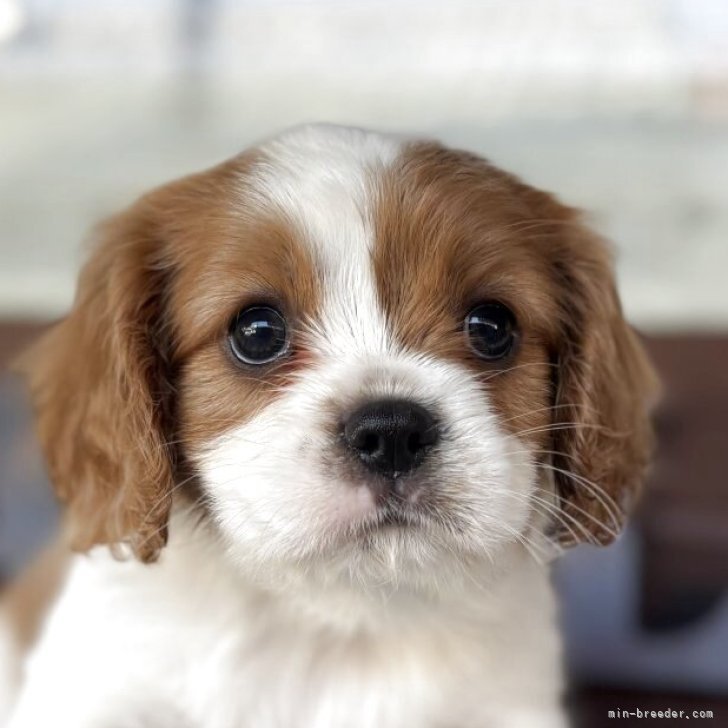 ブリーダー画像