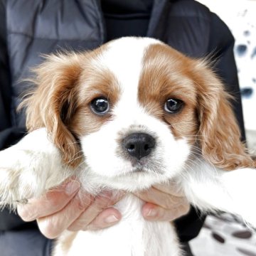 キャバリア【静岡県・男の子・2025年10月13日・ブレンハイム】の写真「兄妹の中で1番おっとりした男の子」