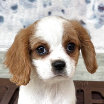 キャバリア【静岡県・男の子・2025年8月27日・ブレンハイム】の写真「元気な可愛い男の子。只今2.5kgになりました。」