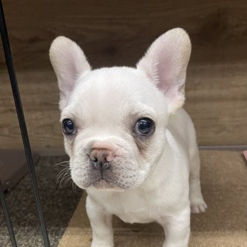 フレンチブルドッグ【静岡県・女の子・2025年1月5日・ホワイト&クリーム】の写真「ホワイトクリームの可愛い女の子。」