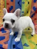 フレンチブルドッグ【静岡県・女の子・2025年1月5日・ホワイト&クリーム】の写真2