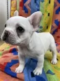 フレンチブルドッグ【静岡県・女の子・2025年1月5日・ホワイト&クリーム】の写真4