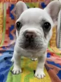 フレンチブルドッグ【静岡県・女の子・2025年1月5日・ホワイト&クリーム】の写真5
