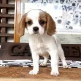 キャバリア【静岡県・男の子・2025年8月27日・ブレンハイム】の写真9「本日から離乳食開始。みんなよく食べます。」