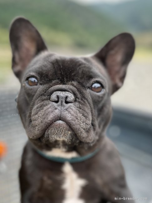 フレンチブルドッグ【・女の子・2022年1月19日・ブリンドル】