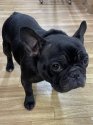 フレンチブルドッグ【・女の子・2022年1月19日・ブリンドル】