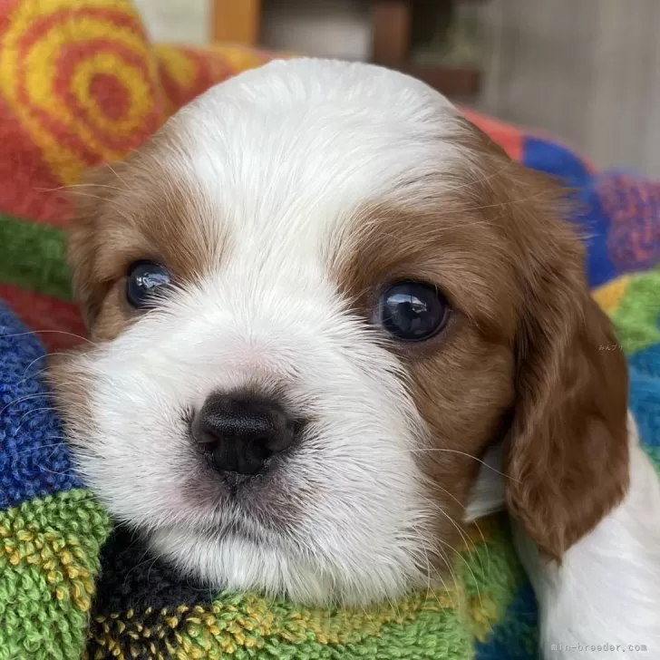 K.T 様のお迎えした子犬