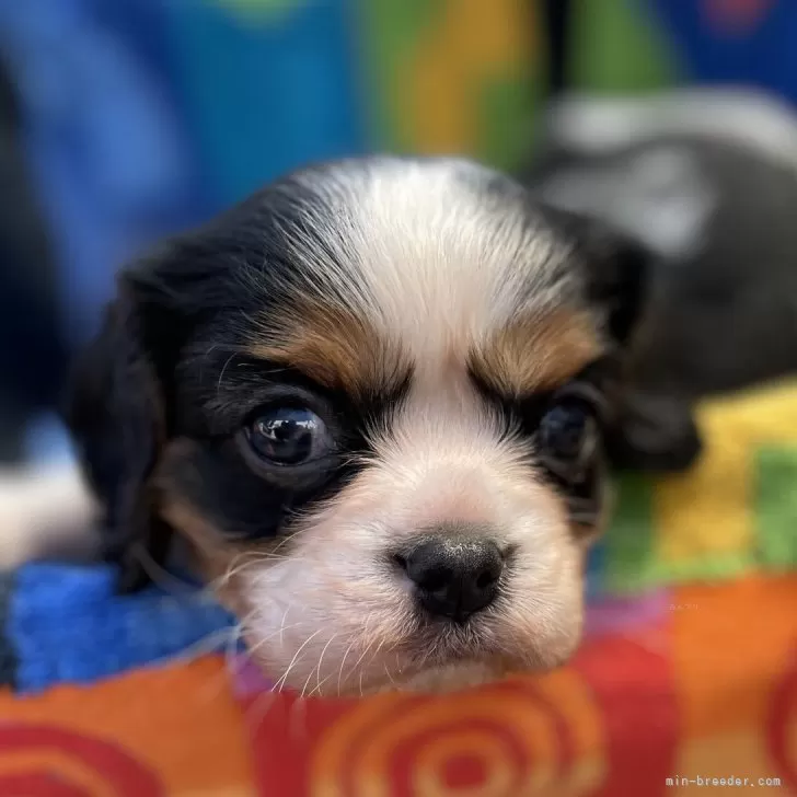 桃太郎さん 様のお迎えした子犬