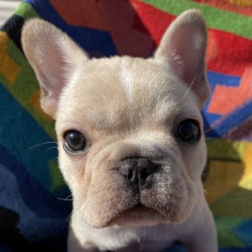 フレンチブルドッグ【静岡県・男の子・2023年11月7日・クリーム&ホワイト】の写真「とても元気な男の子です。額に白のラインあり。」