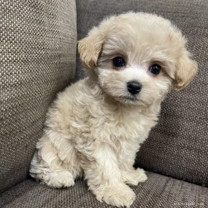 かずまる 様のお迎えした子犬