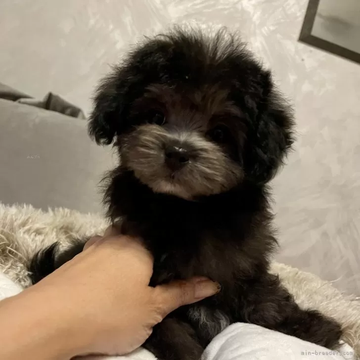 ID:2411-07774の子犬