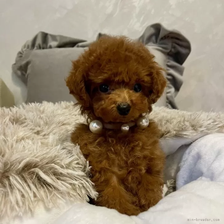 ID:2411-07158の子犬