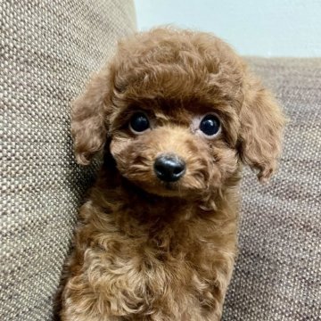 トイプードル(タイニー)【京都府・女の子・2024年9月5日・レッド】の写真「🎀美人姉妹小さいサイズ🎀」