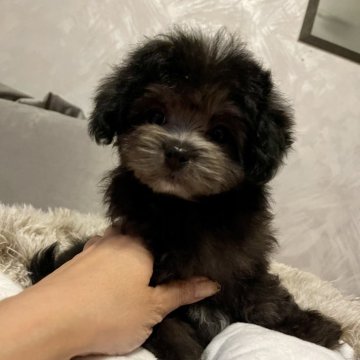 マルプー(マルチーズ×トイプードル)【京都府・女の子・2024年8月31日・シルバー】の写真「🎀特別可愛いレアカラーのおてんば娘🎀」