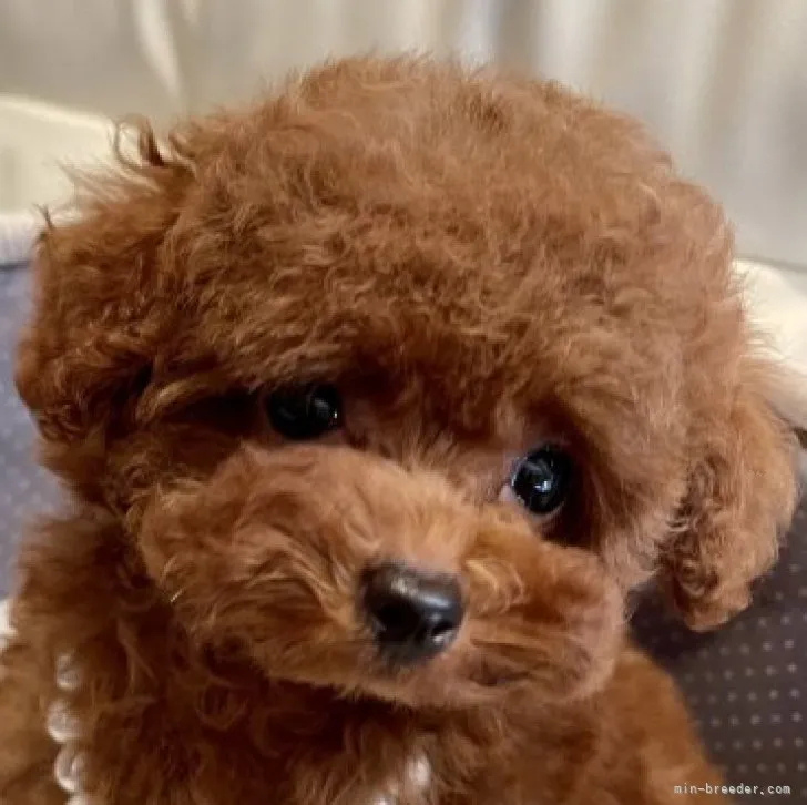 ID:2310-05587の子犬