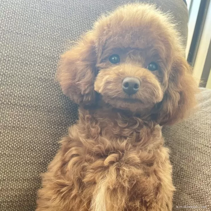 ID:2406-05960の子犬