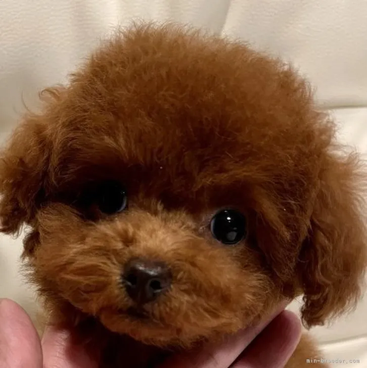 ID:2310-05584の子犬