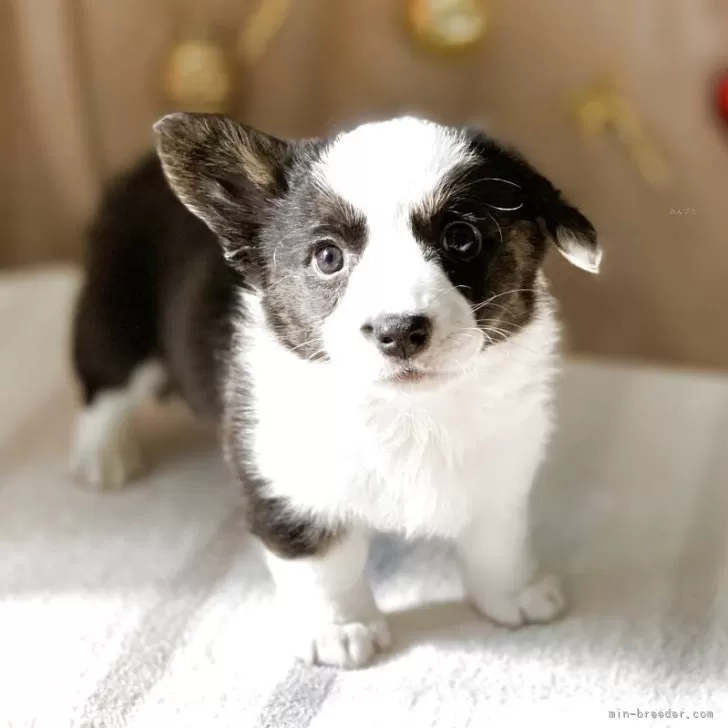 ウェルシュ・コーギー・カーディガン【三重県・男の子・2025年10月27日・ブラックアンドホワイト】の写真1「おっとりしており、膝の上に寝にくる甘えん坊です。」