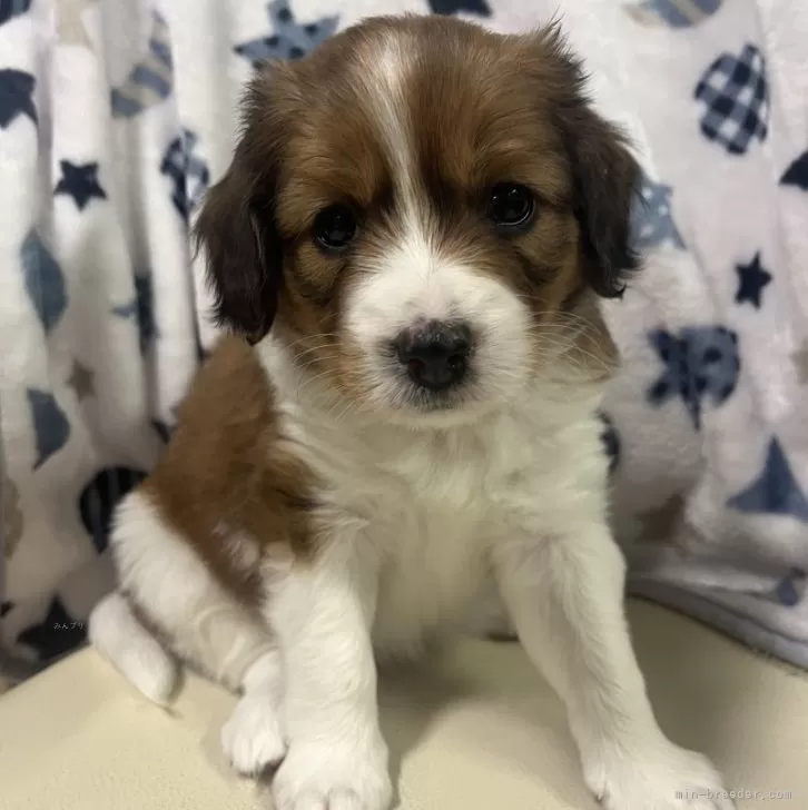 ID:2503-01108の子犬