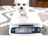 ビションフリーゼ【埼玉県・女の子・2025年9月30日・ホワイト、白】の写真12