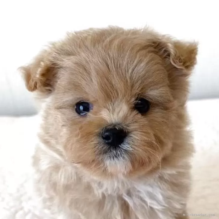 ID：2503-04430の子犬