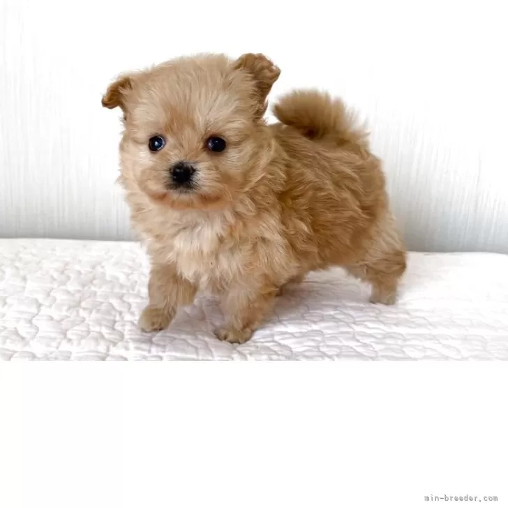 ID：2503-05423の子犬