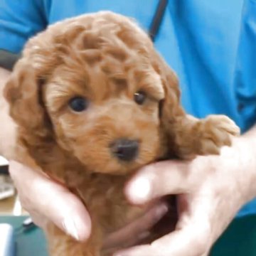 トイプードル(トイ)【埼玉県・男の子・2025年10月3日・レッド】の写真「行動は個性派の女の子、おっとりタイプです。」