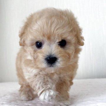 ミニビションプー(トイプードル×ミニビションフリーゼ)【埼玉県・男の子・2025年10月24日・アプリコット】の写真「外産系血統のミニビションプー、成犬時予想2.5kg」