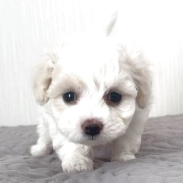 ビションフリーゼ【埼玉県・女の子・2025年9月30日・ホワイト、白】の写真「外産系の両親、短鼻短足のフワモコの本物ミニビション」