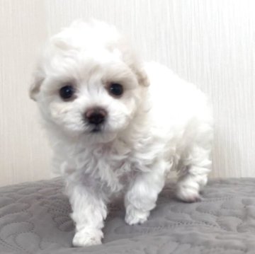 ビションフリーゼ【埼玉県・女の子・2025年9月30日・ホワイト、白】の写真「外産系の両親、短鼻短足のフワモコの本物ミニビション」