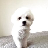 ビションフリーゼ