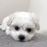 ビションフリーゼ