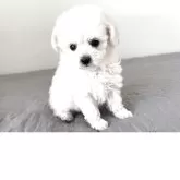 タイニープードル