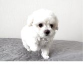 ビションフリーゼ