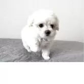 ビションフリーゼ