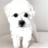 ビションフリーゼ