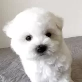 ビションフリーゼ