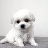 ビションフリーゼ