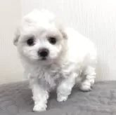 ビションフリーゼ