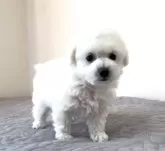 ビションフリーゼ【埼玉県・男の子・2025年10月16日・ホワイト、白】の写真2