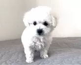 ビションフリーゼ【埼玉県・男の子・2025年10月16日・ホワイト、白】の写真3