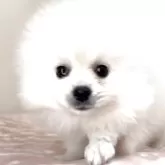 ポメラニアン【埼玉県・女の子・2025年11月30日・ホワイト】の写真5