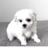 ビションフリーゼ【埼玉県・女の子・2025年9月30日・ホワイト、白】の写真10