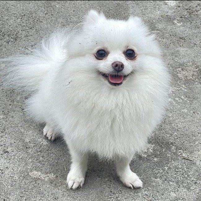 ポメラニアン【・男の子・2023年5月13日・ホワイト】「台湾のポメラニアンの名門であるチャオリアの良血統の子です。」