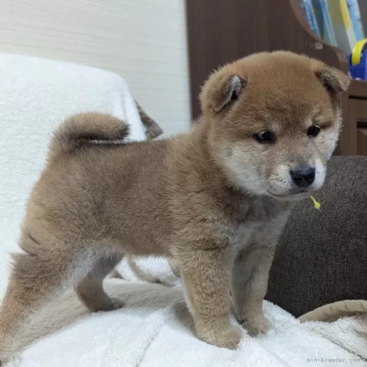 ID:2410-03262の子犬