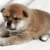 柴犬(標準サイズ)【山形県・女の子・2026年1月7日・赤】の写真3